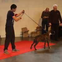 Jérico, baby show janvier 2015