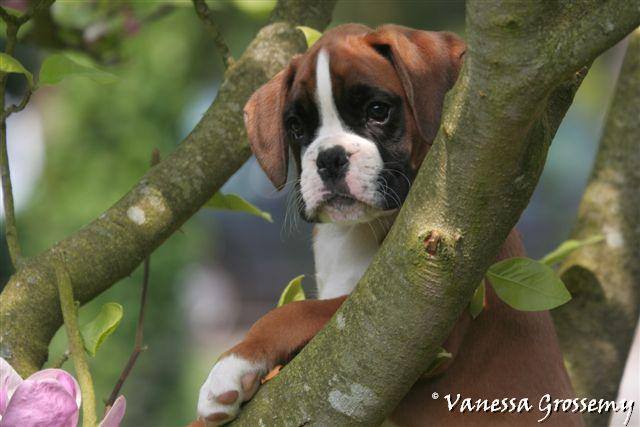 Photo de V. Grossemy