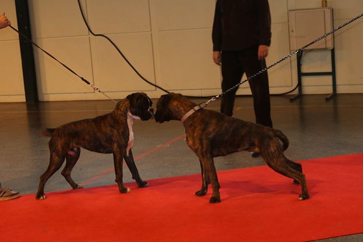 Jérico, baby show janvier 2015