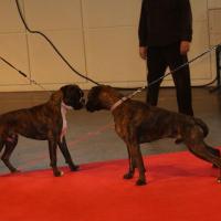 Jérico, baby show janvier 2015