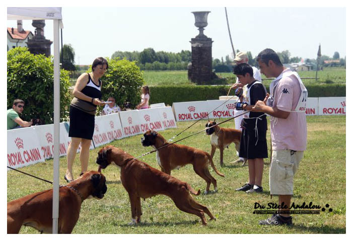 Darling Atibox Venice 2011