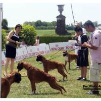 Darling Atibox Venice 2011