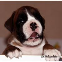 Nos bébés, Un Mois