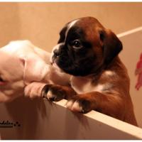 Nos bébés, Un Mois