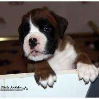 Nos bébés, Un Mois