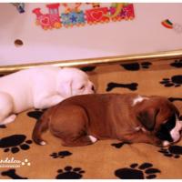 Nos bébés, Un Mois