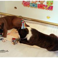 Nos bébés, Un Mois