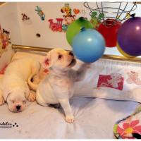 Nos bébés, Un Mois