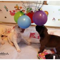 Nos bébés, Un Mois