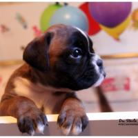 Nos bébés, Un Mois