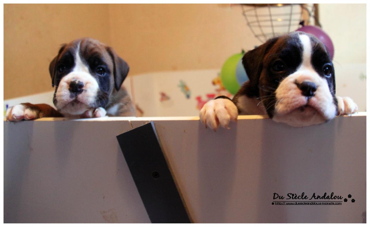 Nos bébés, Un Mois