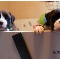 Nos bébés, Un Mois