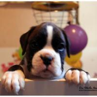 Nos bébés, Un Mois