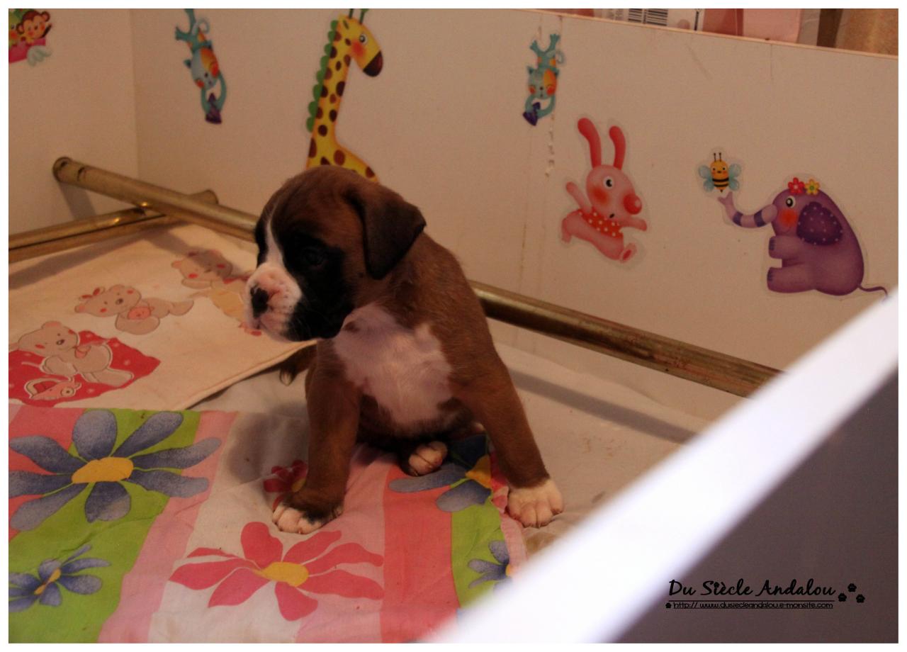 Nos bébés, Un Mois