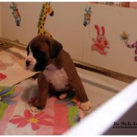 Nos bébés, Un Mois