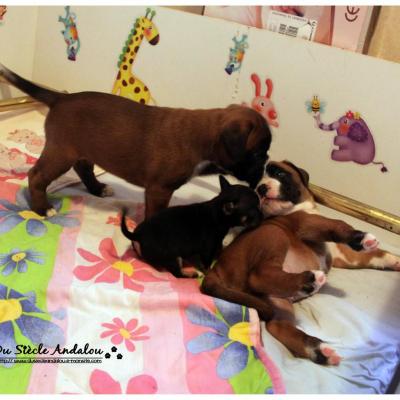 Naissances de Chiots