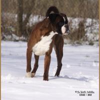 Azzaro Neige 01.03.18 