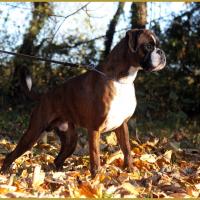 Azzaro de Navissos,   01.11.15