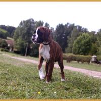 Azzaro rejoint l'élevage du Siècle Andalou