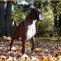 Azzaro de Navissos,   01.11.15