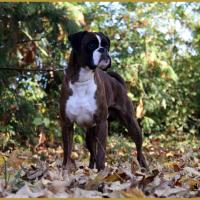 Azzaro de Navissos,   01.11.15