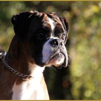 Azzaro de Navissos,   01.11.15