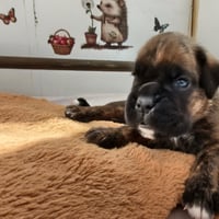 BAIKO 24 JOURS