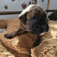 BAIKO 24 JOURS