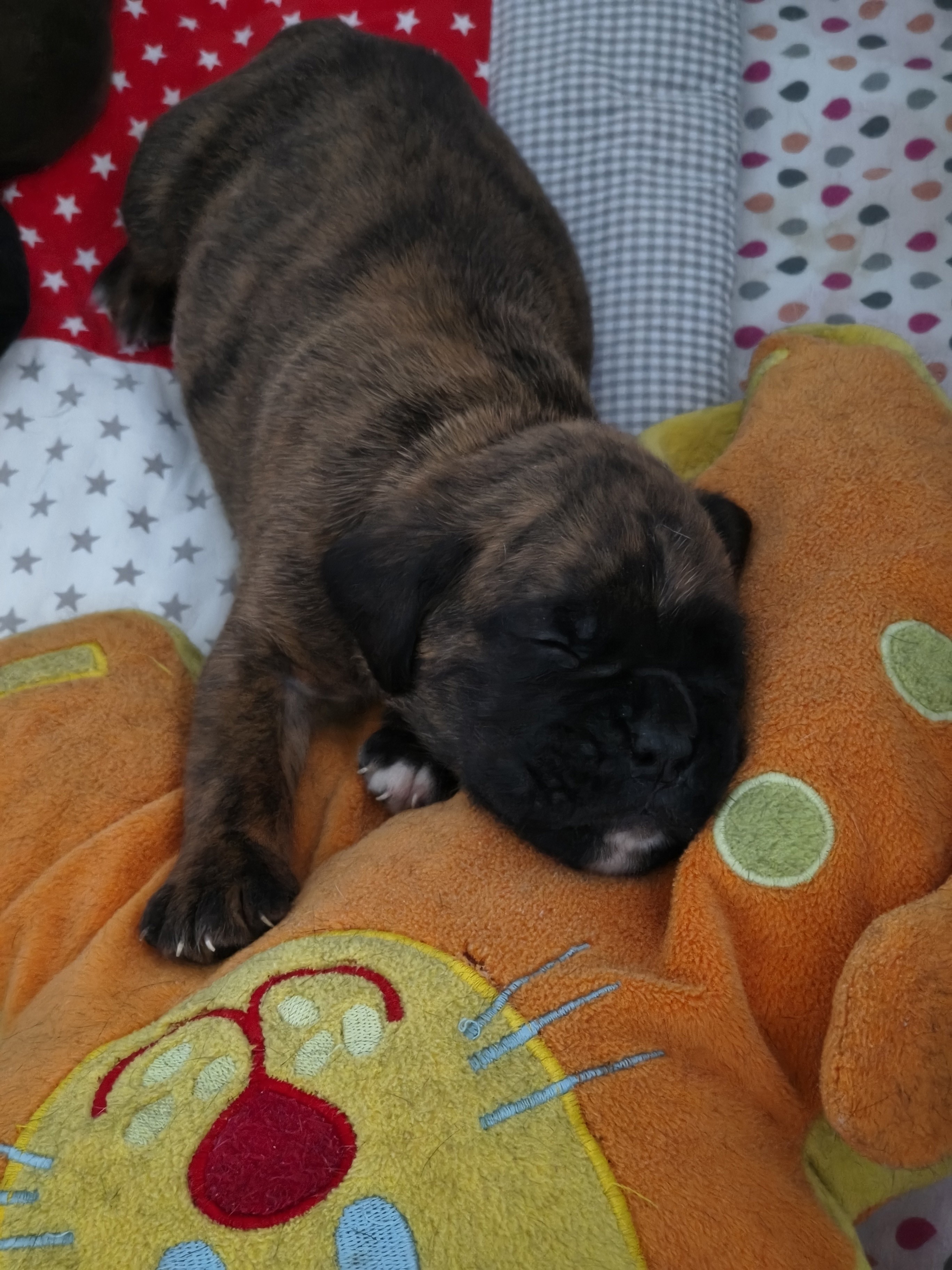 BAIKO 24 JOURS