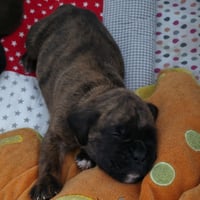 BAIKO 24 JOURS