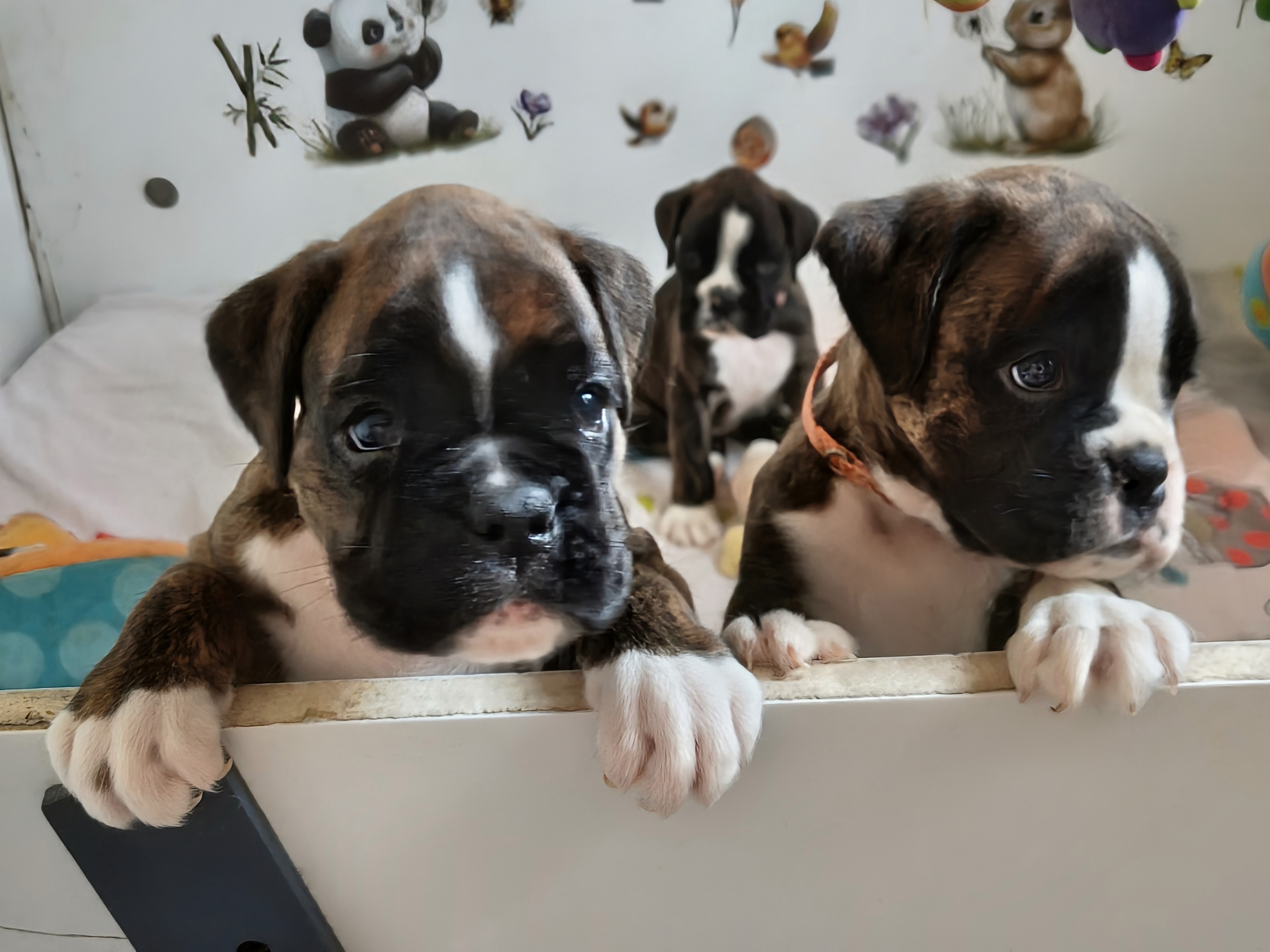 BAHIA & BIMBA 36 JOURS