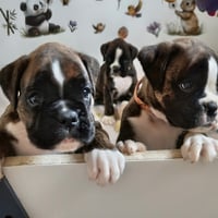 BAHIA & BIMBA 36 JOURS