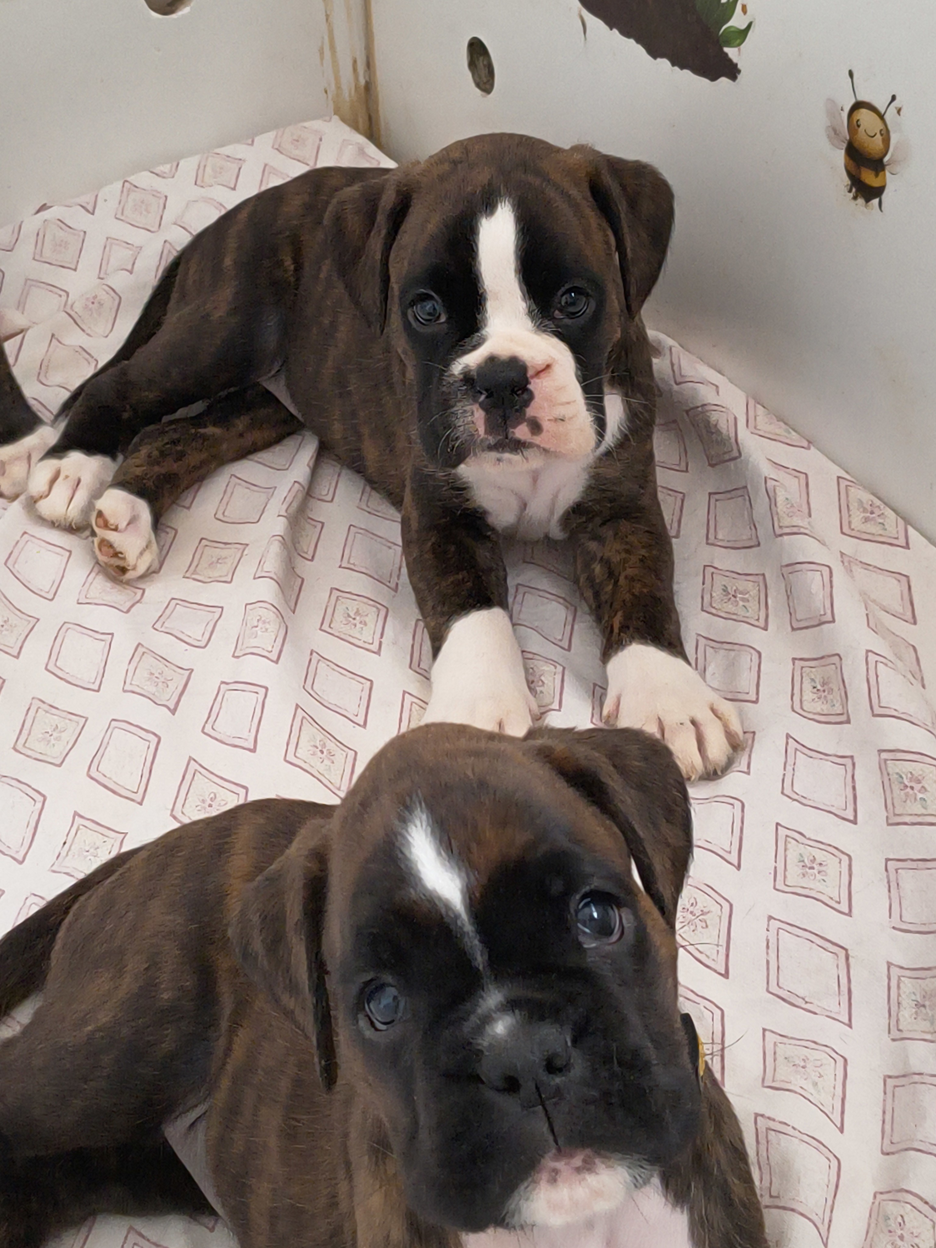 BIMBA 40 JOURS