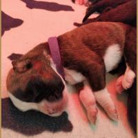 Bébé Renzo 5 jours