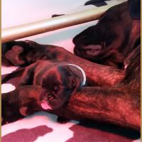 Bébé Rocket 5 jours 