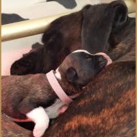 Bébé Rolex 5 jours