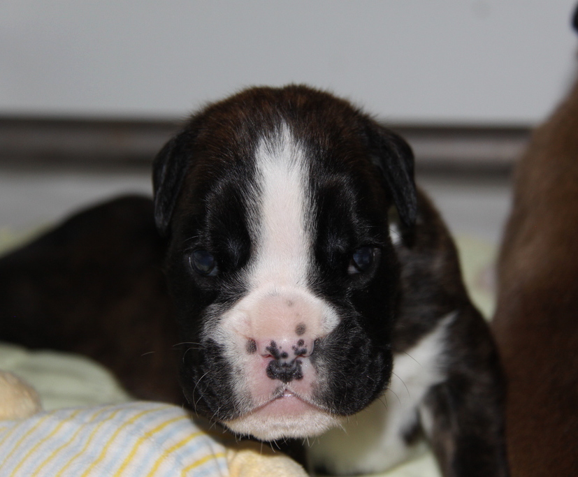 Jérico Du Siècle Andalou / J-18 - Día 18