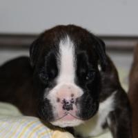 Jérico Du Siècle Andalou / J-18 - Día 18