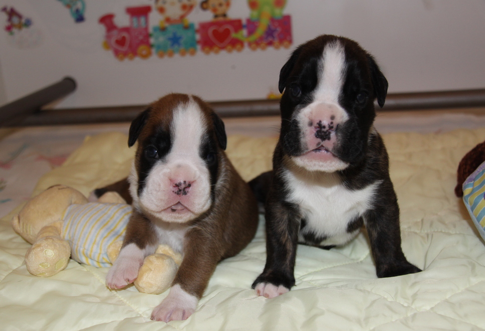 Bébés J -18 Día 18