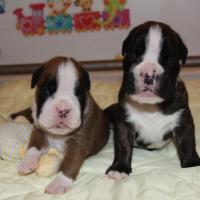 Bébés J -18 Día 18