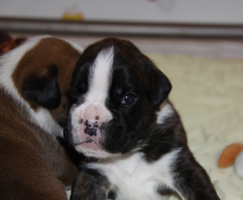 Jérico Du Siècle Andalou / J-18 - Día 18