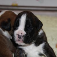 Jérico Du Siècle Andalou / J-18 - Día 18