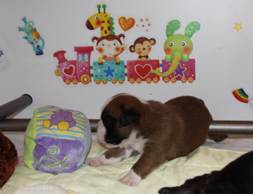 Jerez Du Siècle Andalou / J-18 - Día 18