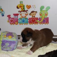 Jerez Du Siècle Andalou / J-18 - Día 18