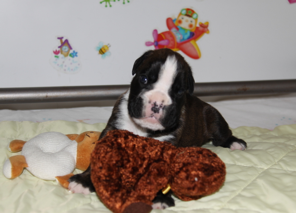 Jérico Du Siècle Andalou / J-18 - Día 18