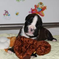 Jérico Du Siècle Andalou / J-18 - Día 18