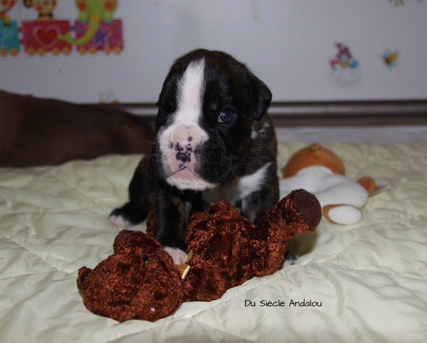 Jérico Du Siècle Andalou / J-18 - Día 18