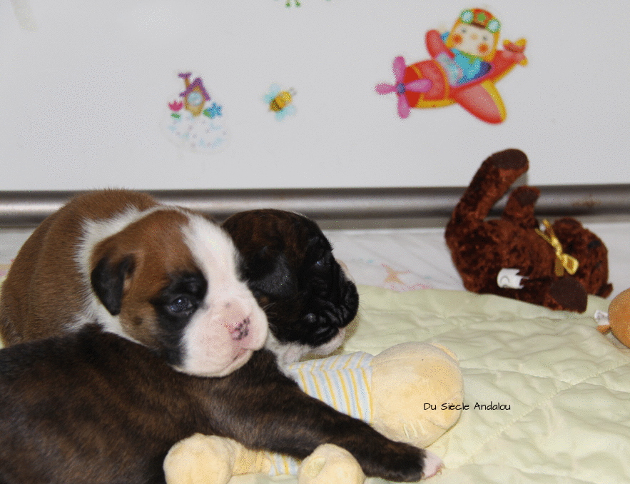 Bébés J -18 Día 18