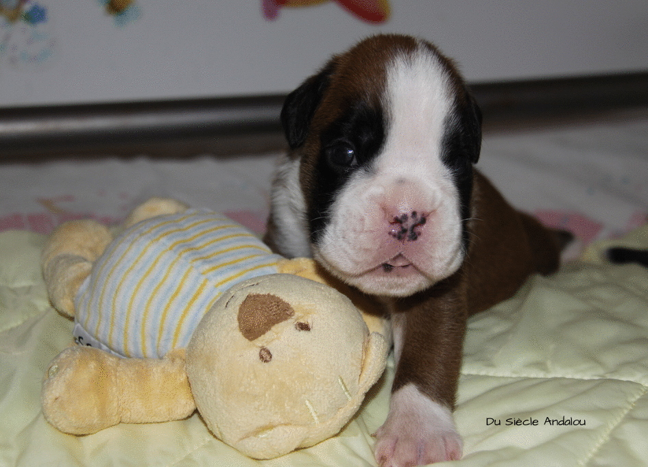 Jerez Du Siècle Andalou / J-18 - Día 18