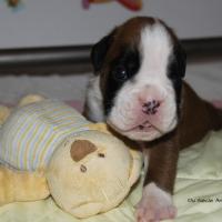 Jerez Du Siècle Andalou / J-18 - Día 18